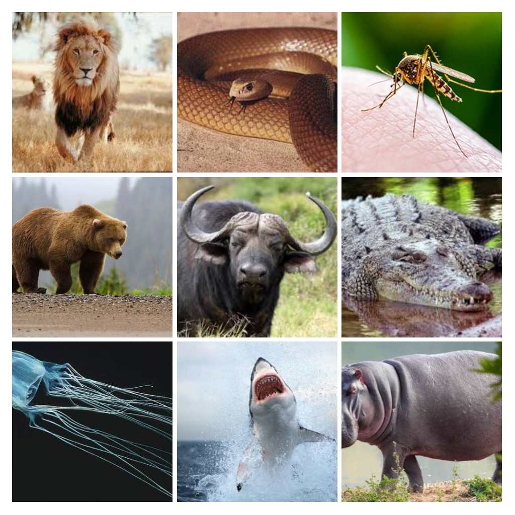 Los 10 animales más peligrosos del mundo