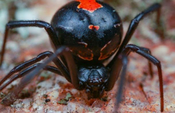 Las 5 arañas más venenosas del mundo