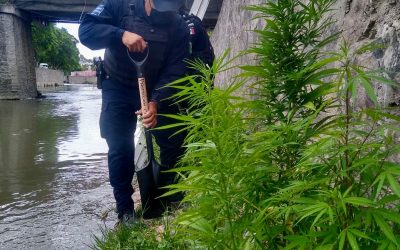 Asegura Policía de Tlaxcala Capital 20 plantas de cannabis sembradas en  el Río Zahuapan
